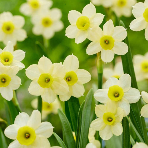 Små narcisser för kruka och stenparti